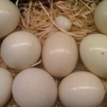 Cockatoo Eggs