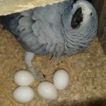 African Grey Parrot Eggs