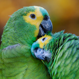 Amazon Parrots