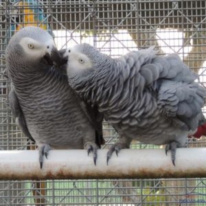 African Grey