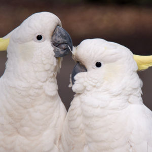 Cockatoo Parrot