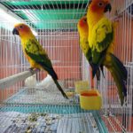 Sun Conure