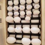 Hyacinth Macaw eggs