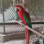 Green winged Macaw