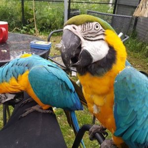 Blue ad gold macaw for sale