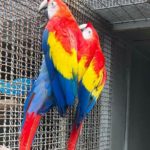 Scarlet Macaw