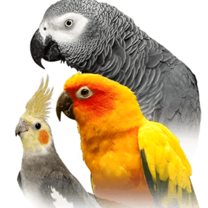 Macaws For Sale