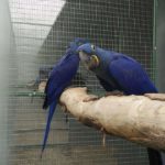 Hyacinth Macaw