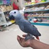 African Grey Babies for sale