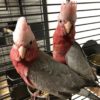 rose breasted cockatoo for sale