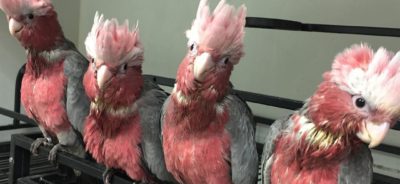 rose breasted cockatoo for sale