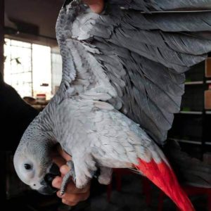 African Grey Babies for sale