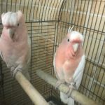 Major Mitchell Cockatoos