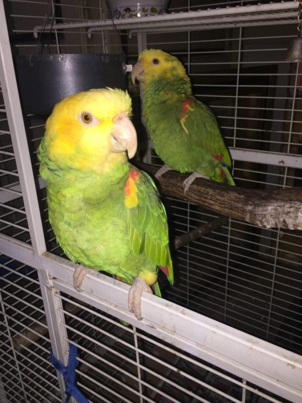 Double  headed amazon for sale