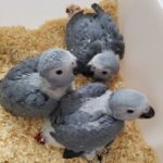 African Grey Babies