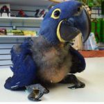 HYACINTH MACAW  BABIES