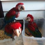 GREENWING MACAW  BABIES