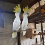 Sulphur Crested Cockatoos