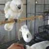 Sulpher crested cockatoo