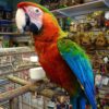 camelot macaw for sale