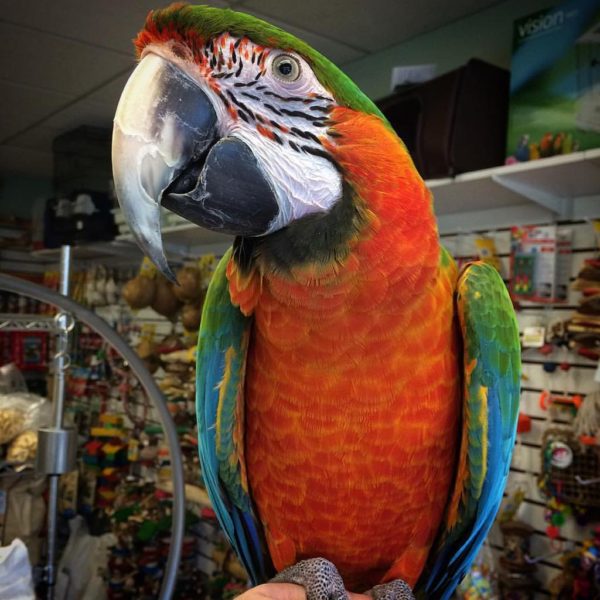 camelot macaw for sale