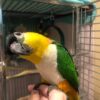 Black Headed Caique for sale