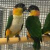 Black head Caique parrot for sale