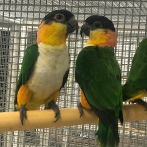 Black head Caique parrot for sale