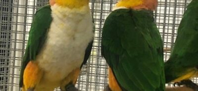 Black head Caique parrot for sale